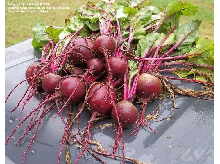 Piante di barbabietola rossa