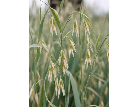 Pianta dell'avena