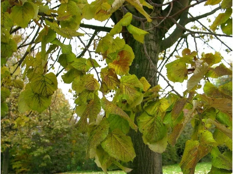 Foglie di tiglio