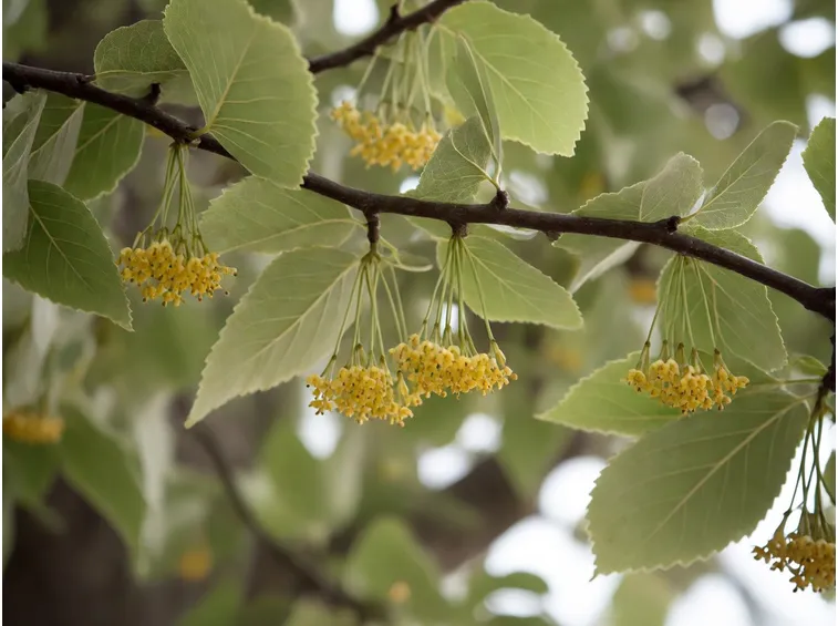 tilia tomentosa