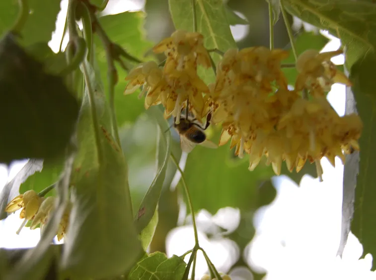 fiori di tilia