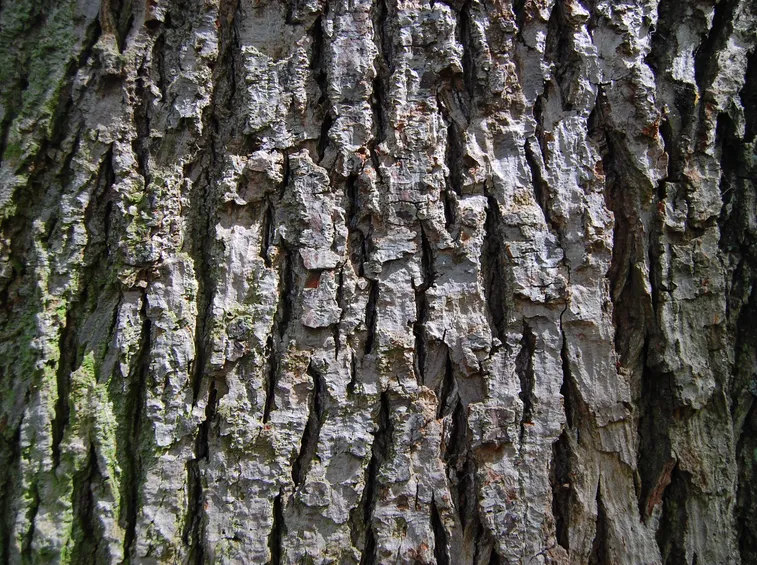 corteccia tilia tomentosa