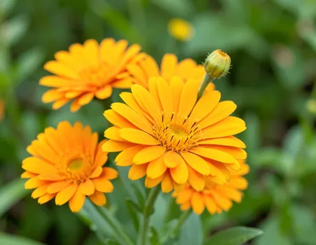 tintura madre calendula