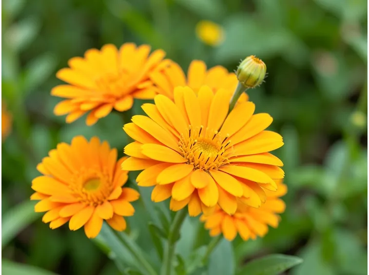 tintura madre calendula