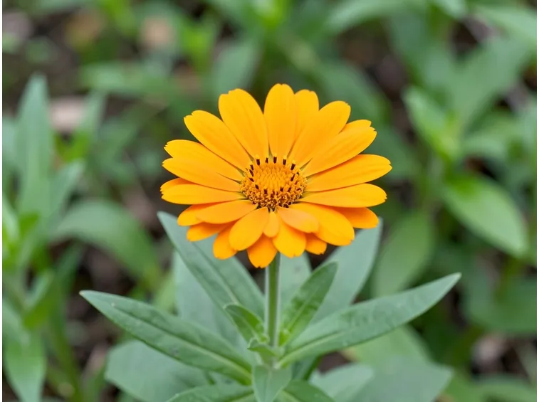 fiore calendula