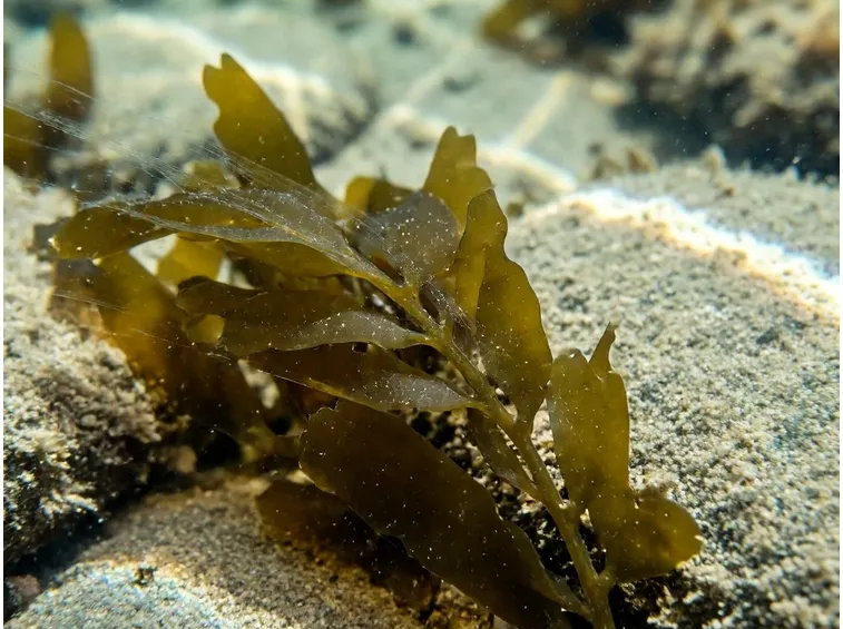 fucus in acqua
