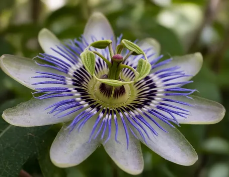 passiflora