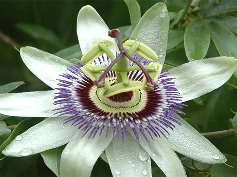 passiflora