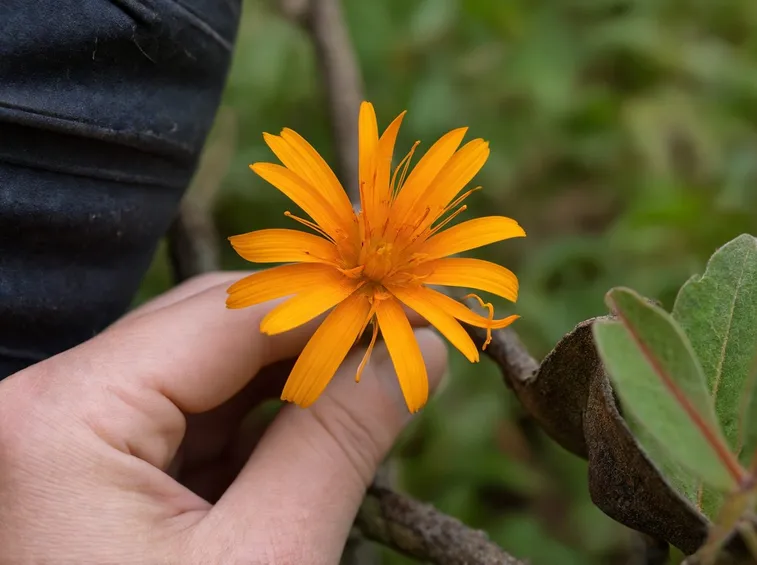 pilosella fiore