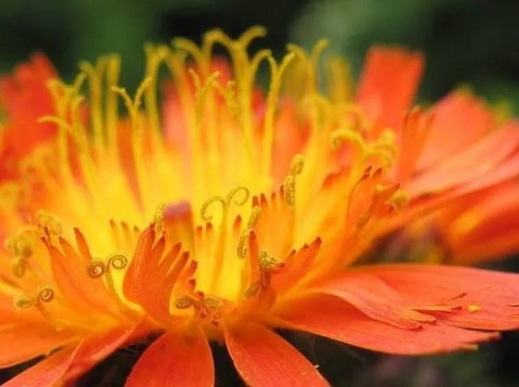 pilosella fiore
