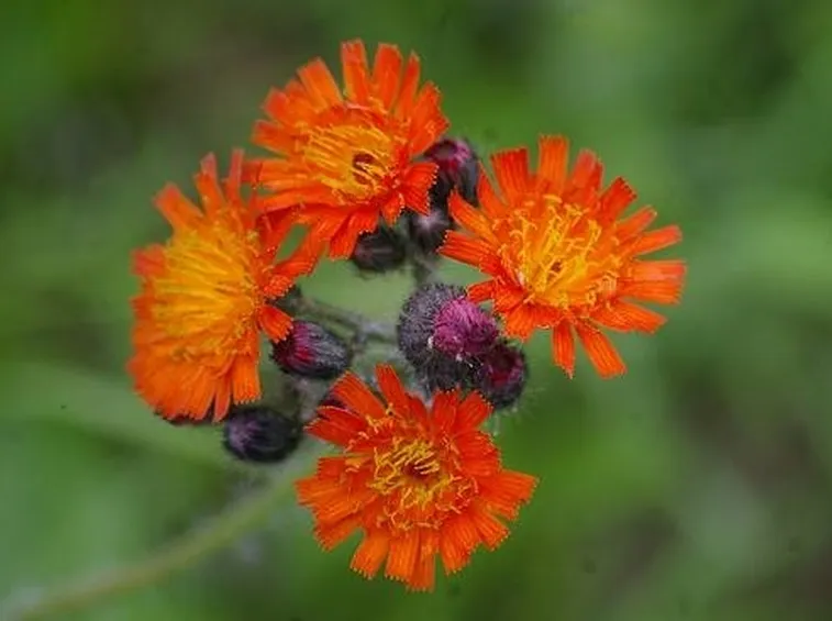 pilosella fiore