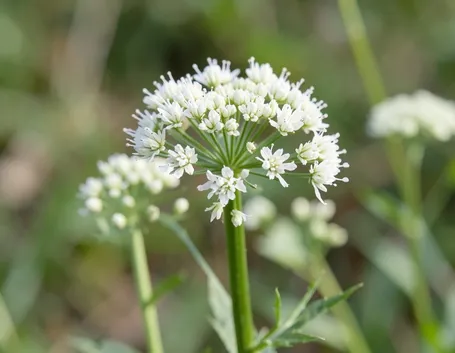 tintura madre valeriana