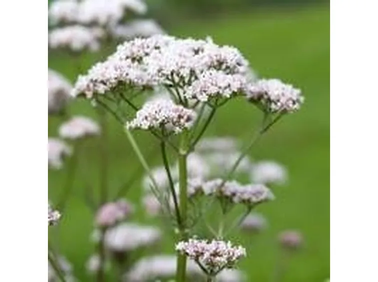 La tintura madre di valeriana