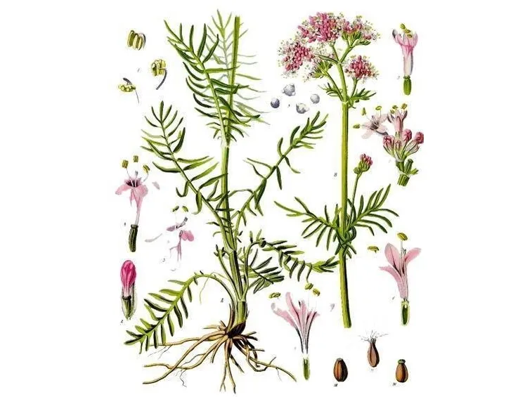  tintura madre di valeriana