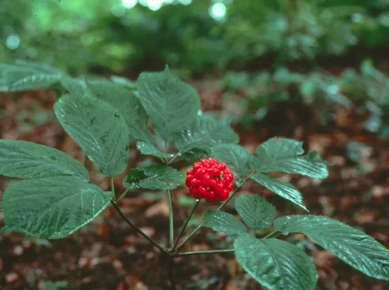 Pianta da cui si ricava la radice di ginseng