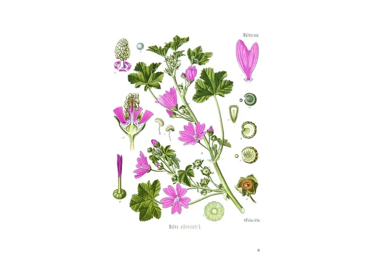 Illustrazione della malva da un erbario