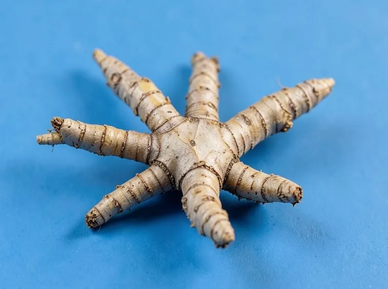 Il ginseng: da evitare in gravidanza