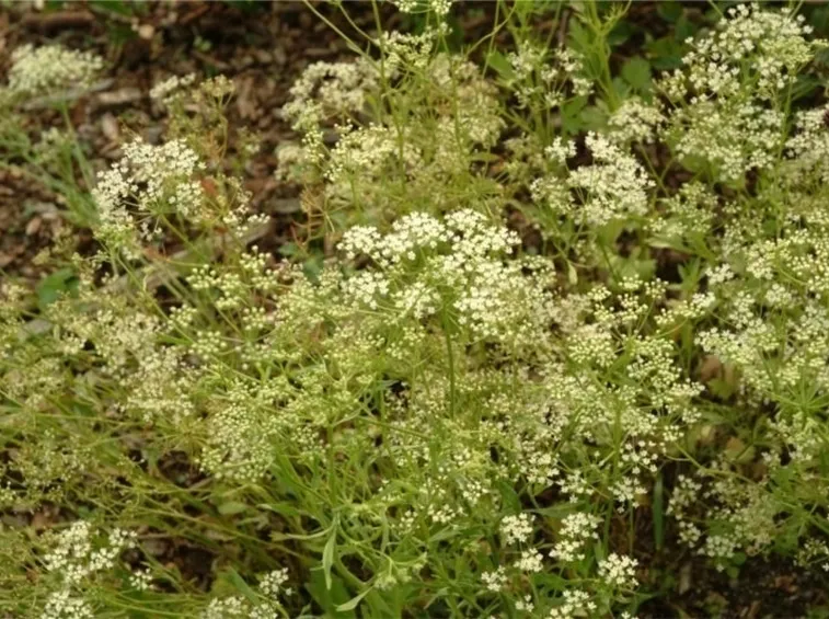 L'anice verde usato per tisane