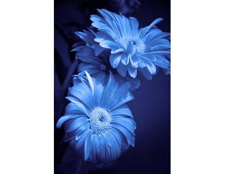 fiori