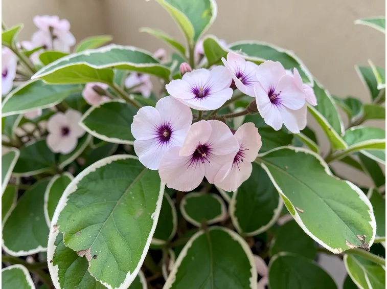 Pandorea