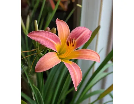 Hemerocallis