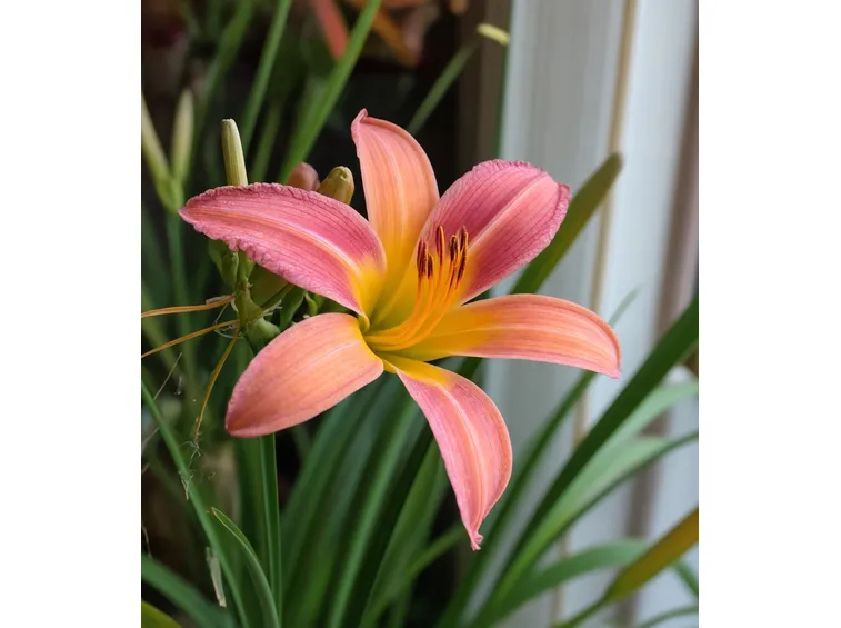 Hemerocallis