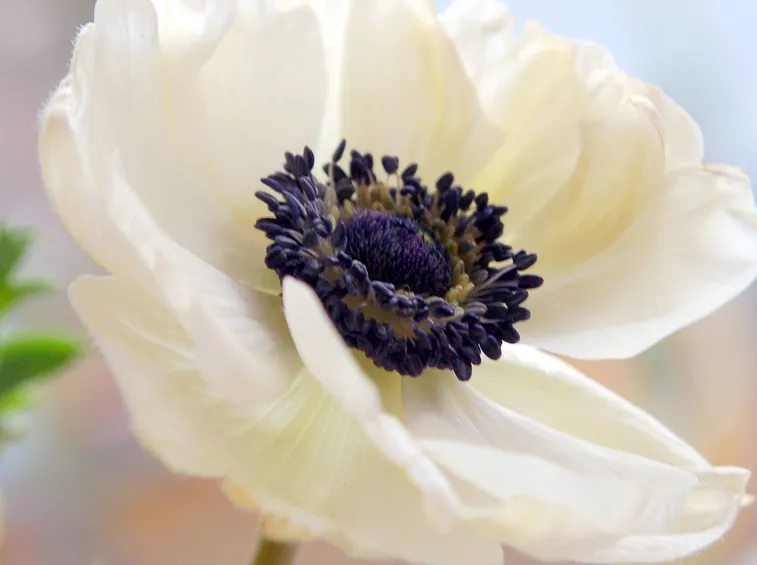 Anemone