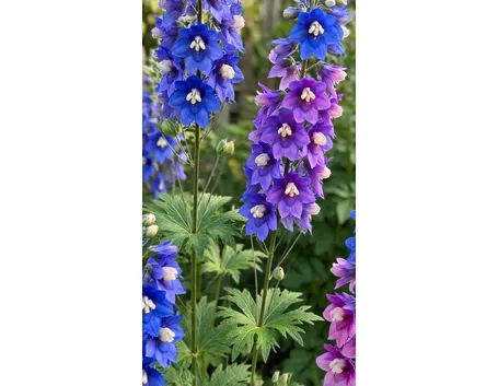 Delphinium