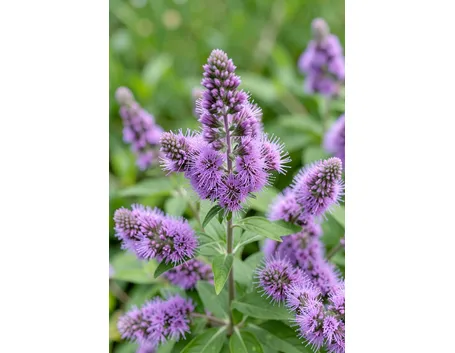 Buddleya