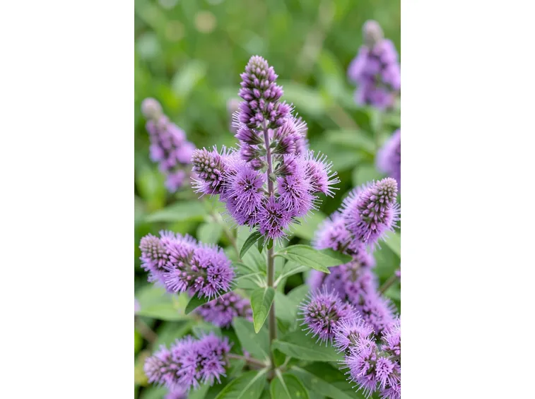 Buddleya
