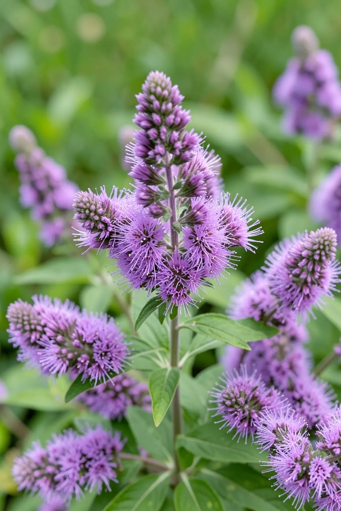 Buddleya
