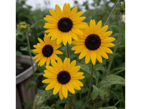 Heliopsis