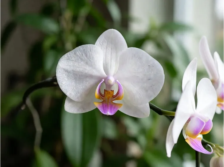 Phalaenopsis
