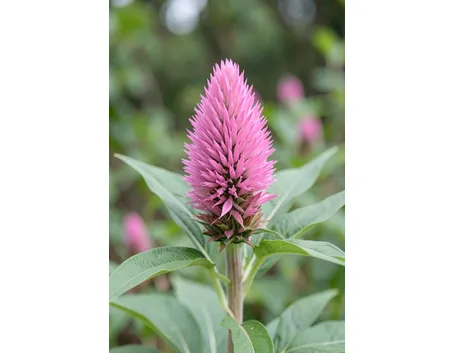 celosia