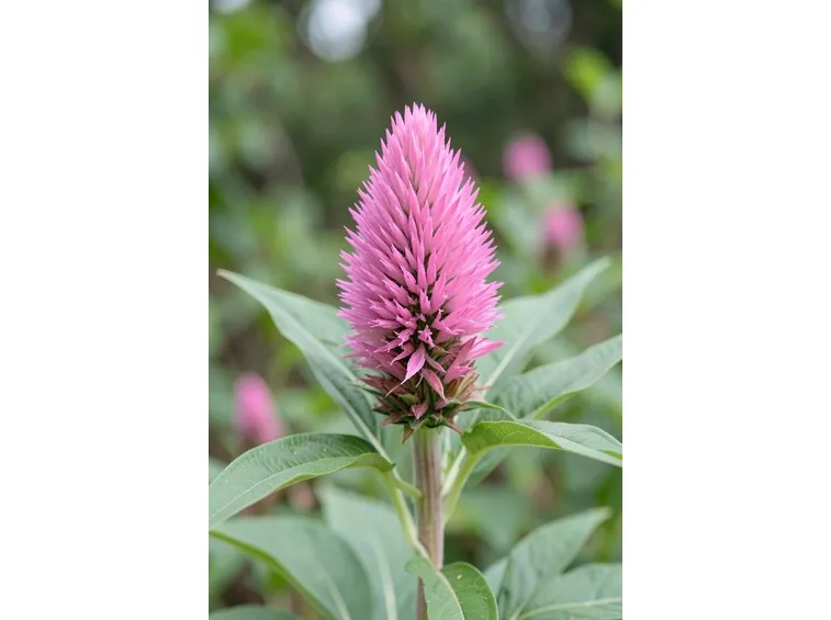 celosia
