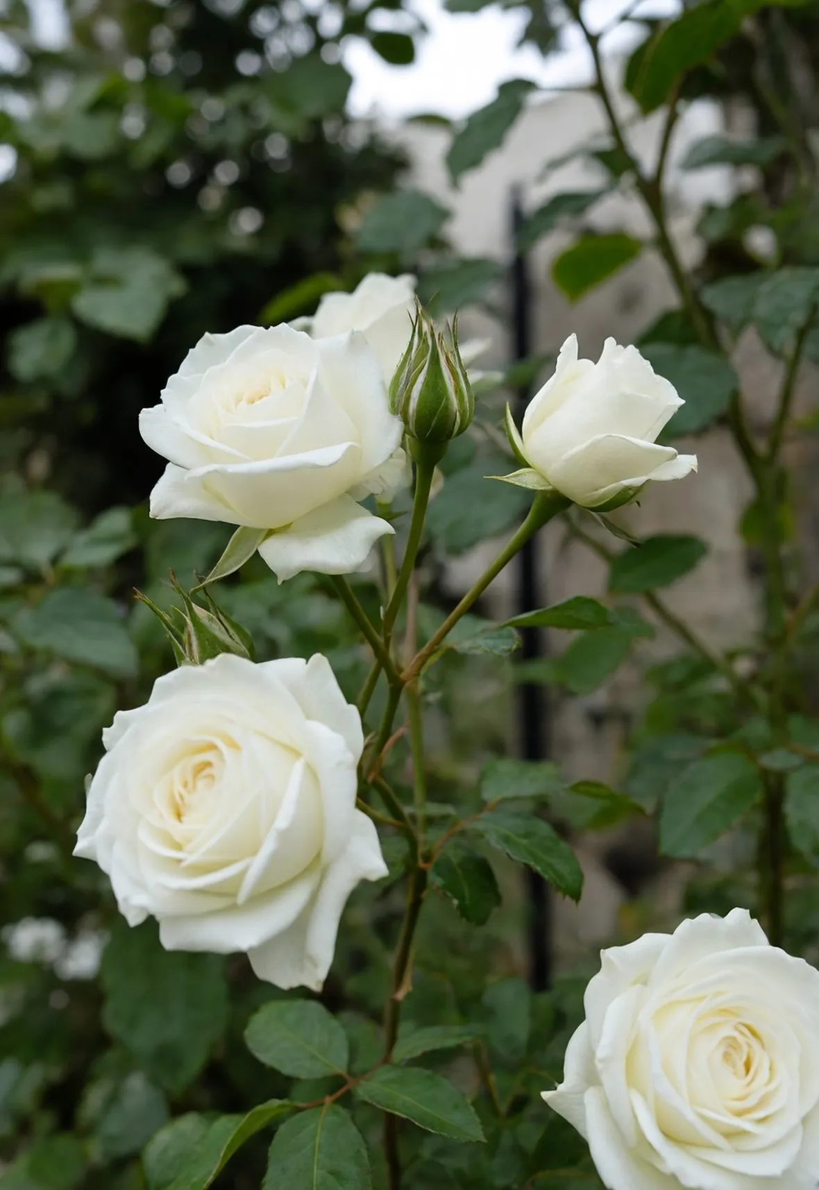 Rosa bianca