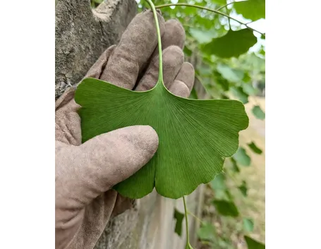 Ginkgo