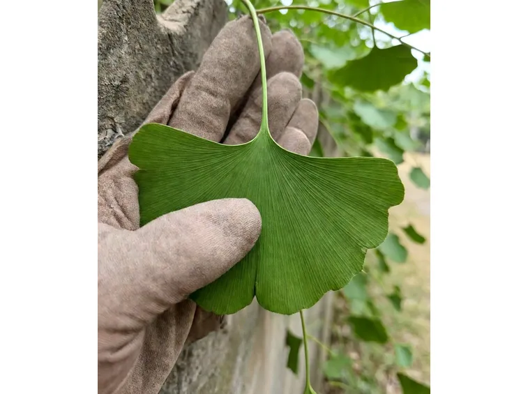 Ginkgo
