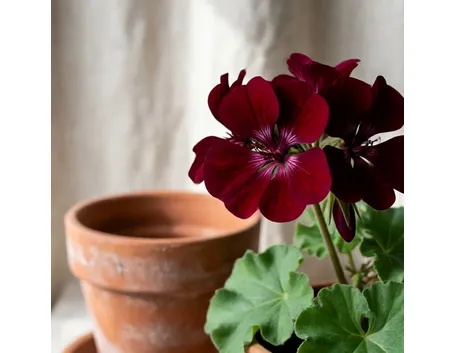 pelargonium