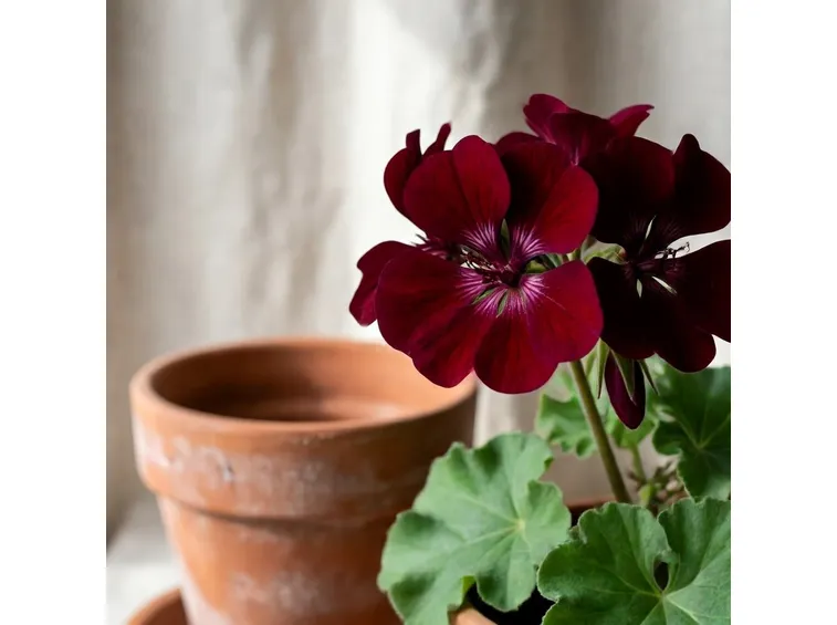 pelargonium