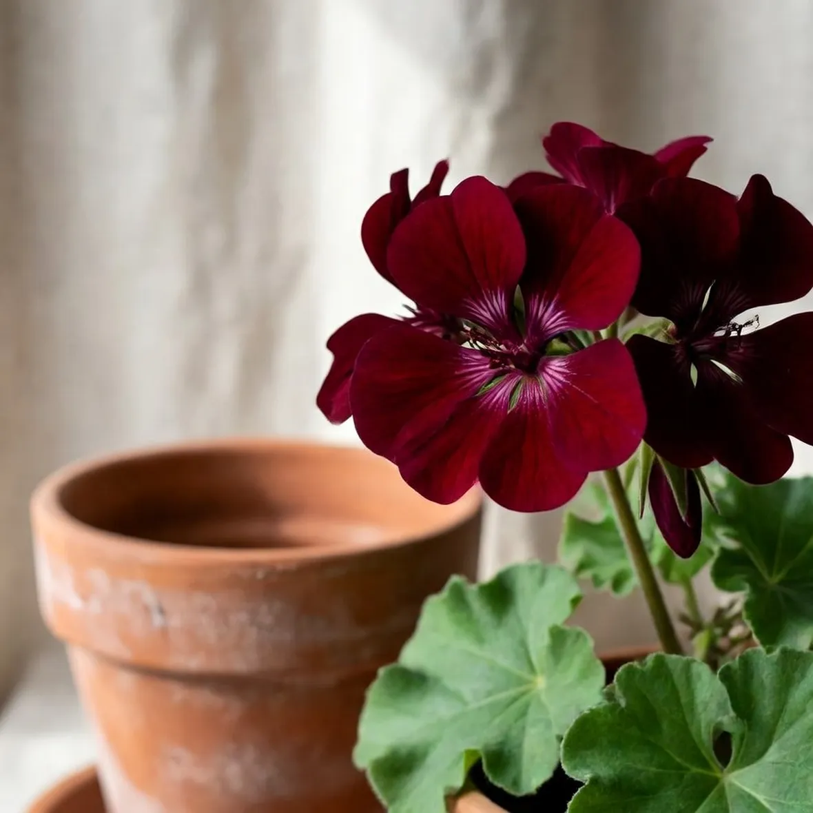 pelargonium