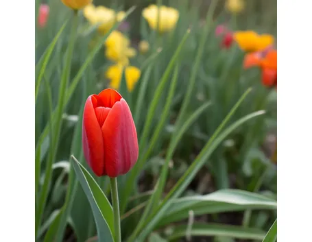 tulipani