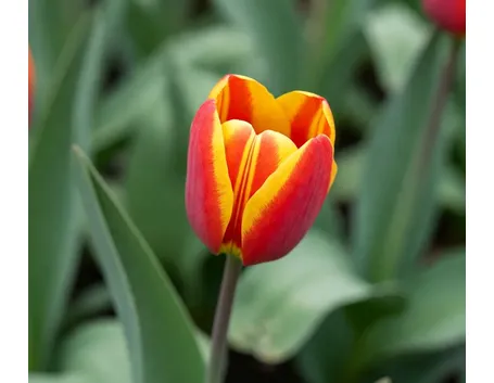 Tulipano