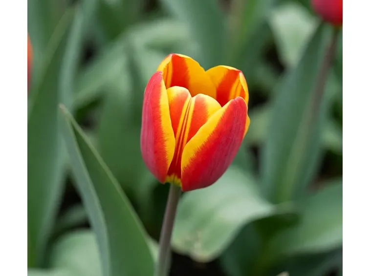 Tulipano
