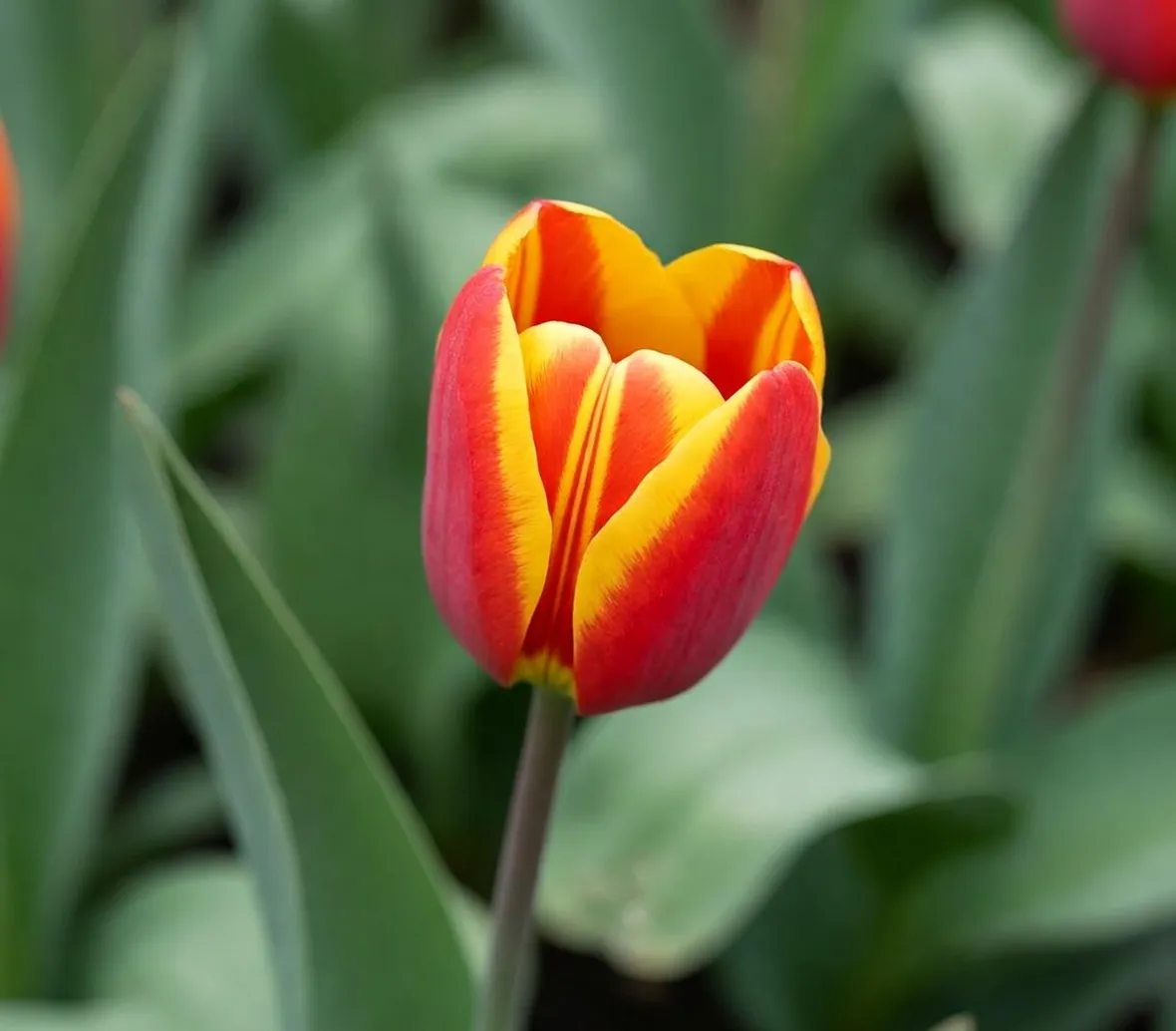 Tulipano