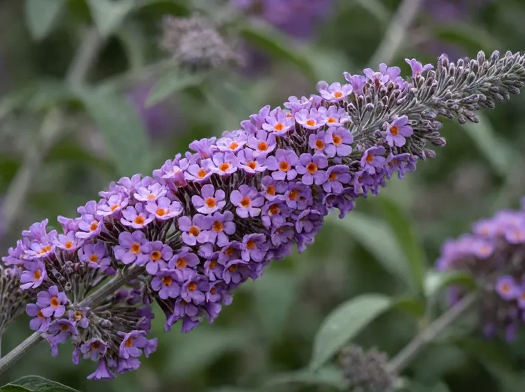 Infiorescenze buddleja davidii
