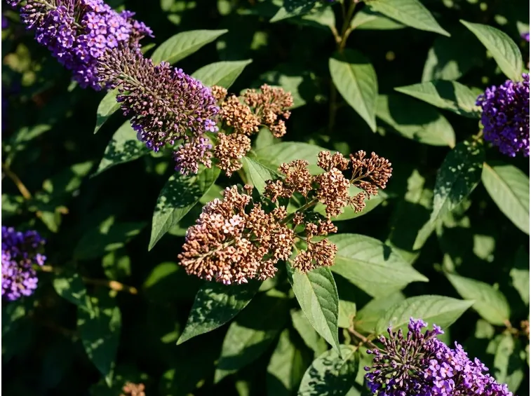 Pianta farfalle fiore