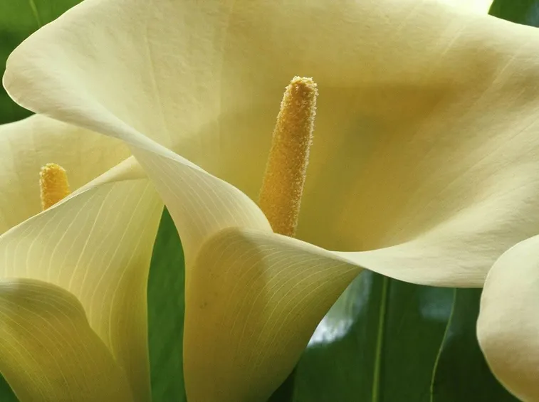 Calla gialla