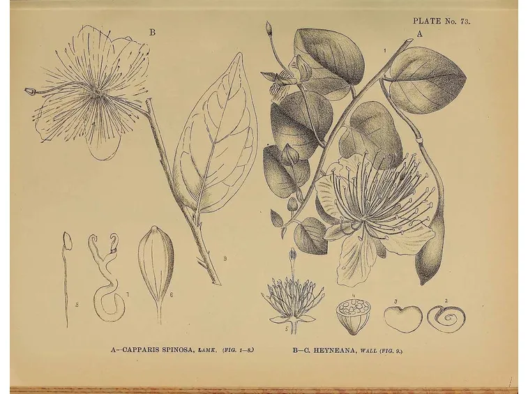 Illustrazione botanica di capparis spinosa