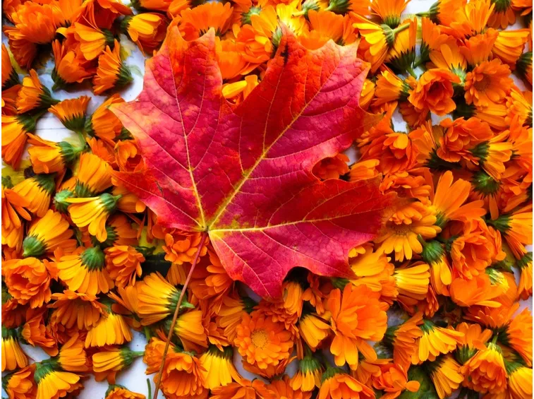 fiori autunnali